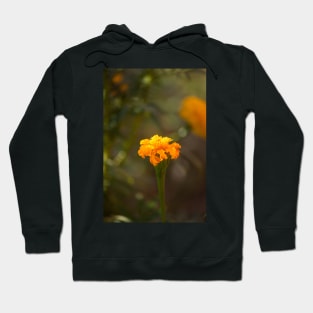 Marigold VII Hoodie